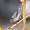 Bushtit